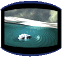 Iceberg Movie -Click Here!-